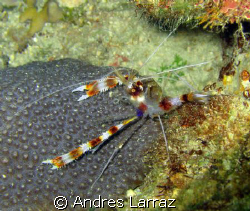 Gipsy shrimp by Andres Larraz 